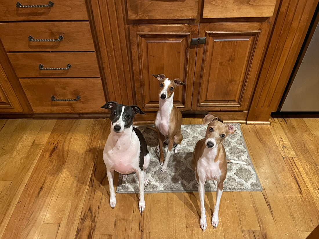 Dogs listening to why Pet Pasta is so good for them. 