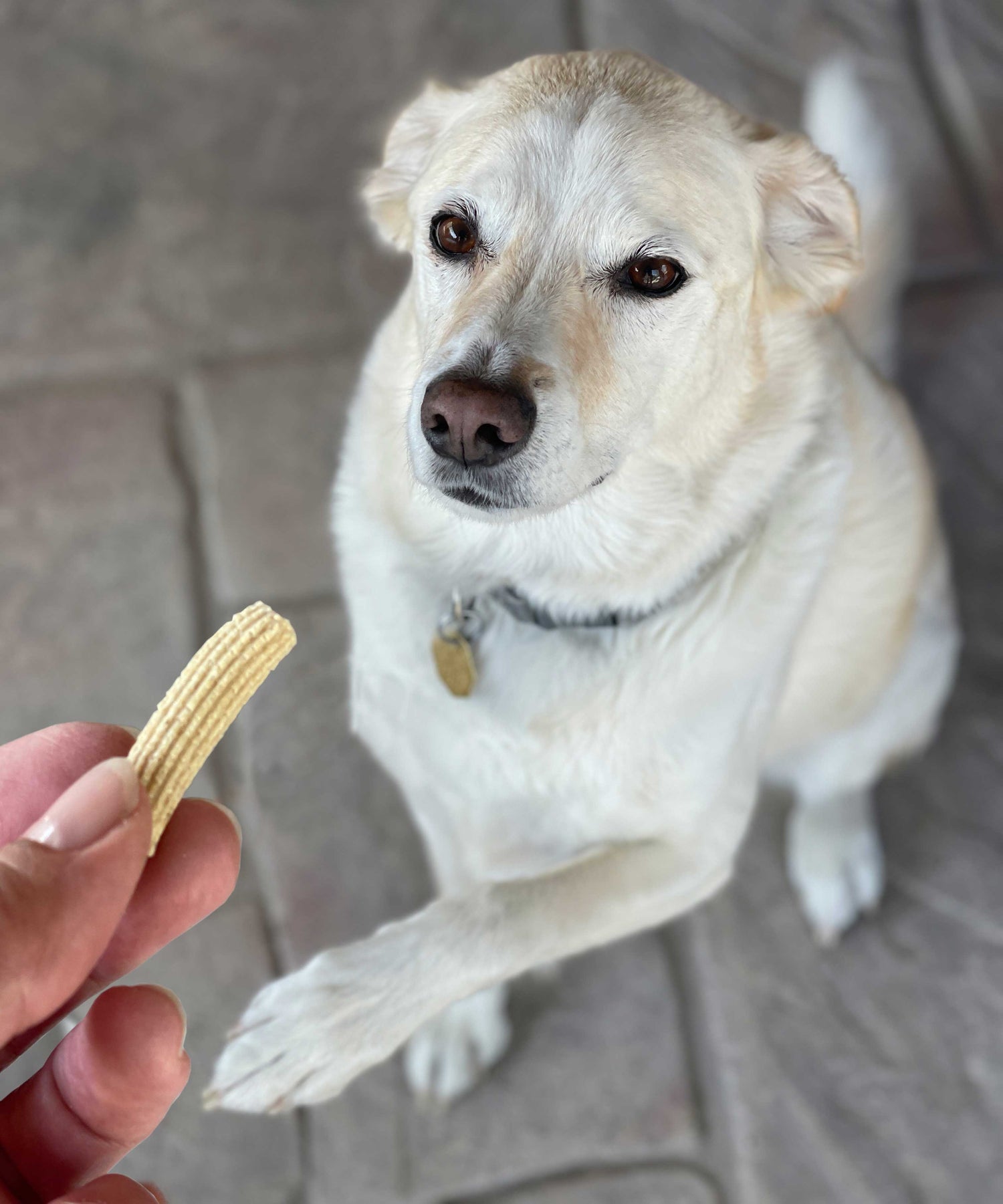 Bo is loving Pet Pasta as a nourishing, healthy treat and reward! Plus it is allergy-friendly!
