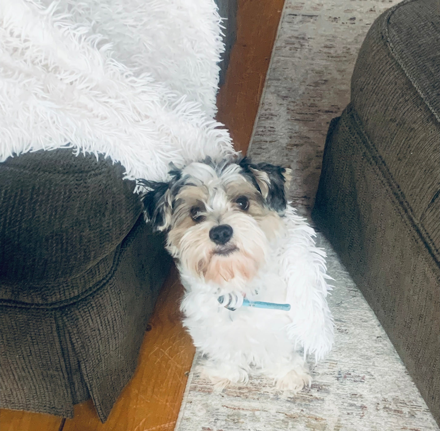 Ripley begs for Pet Pasta. He cannot wait until meal time to get his mix-in of Pet Pasta with his food. It packed full of vitamins and minerals and is trustworthy homemade meal balancer!