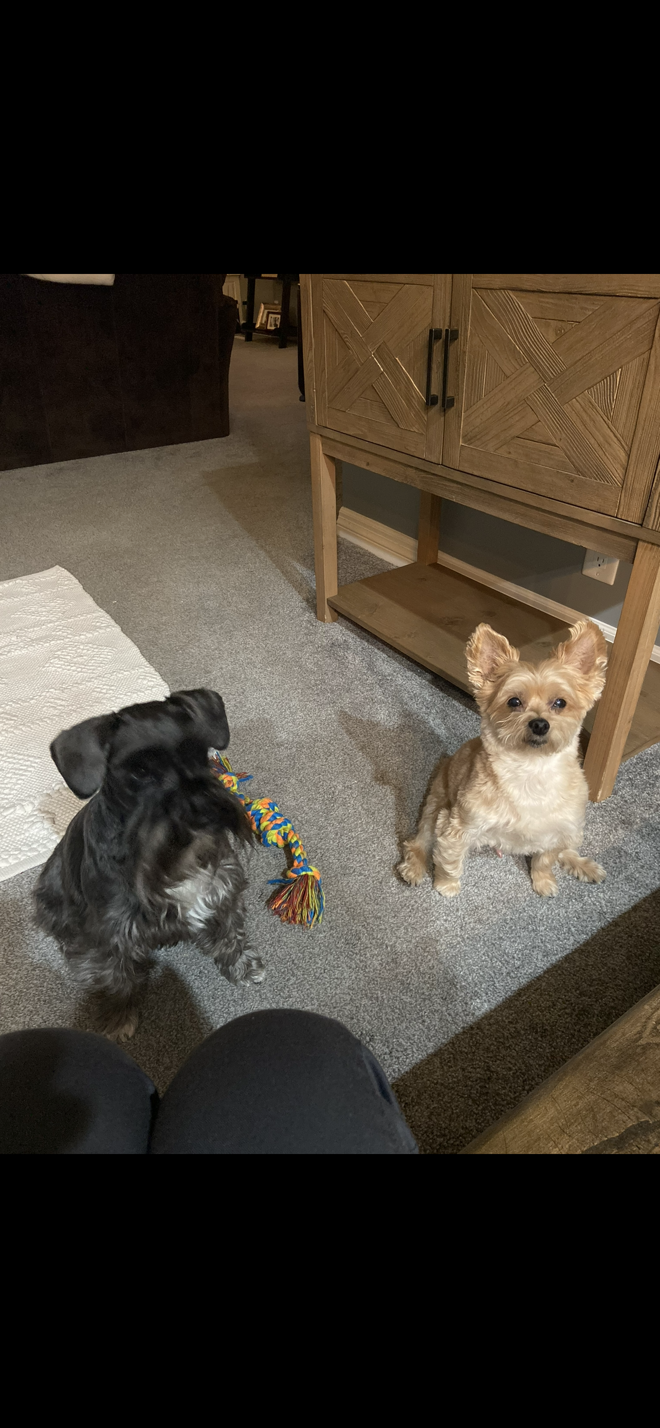 Gunner and Milo love Pet Pasta and I am shocked at how much Gunner's eye goop has improved and both of their itching has stopped!